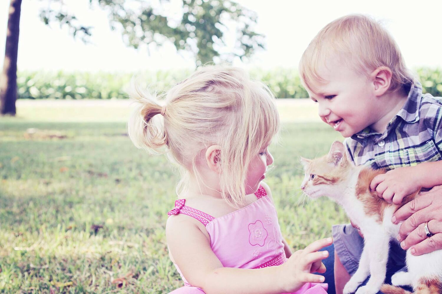 Toddler Boy And Girl Playing In Grass With Cat