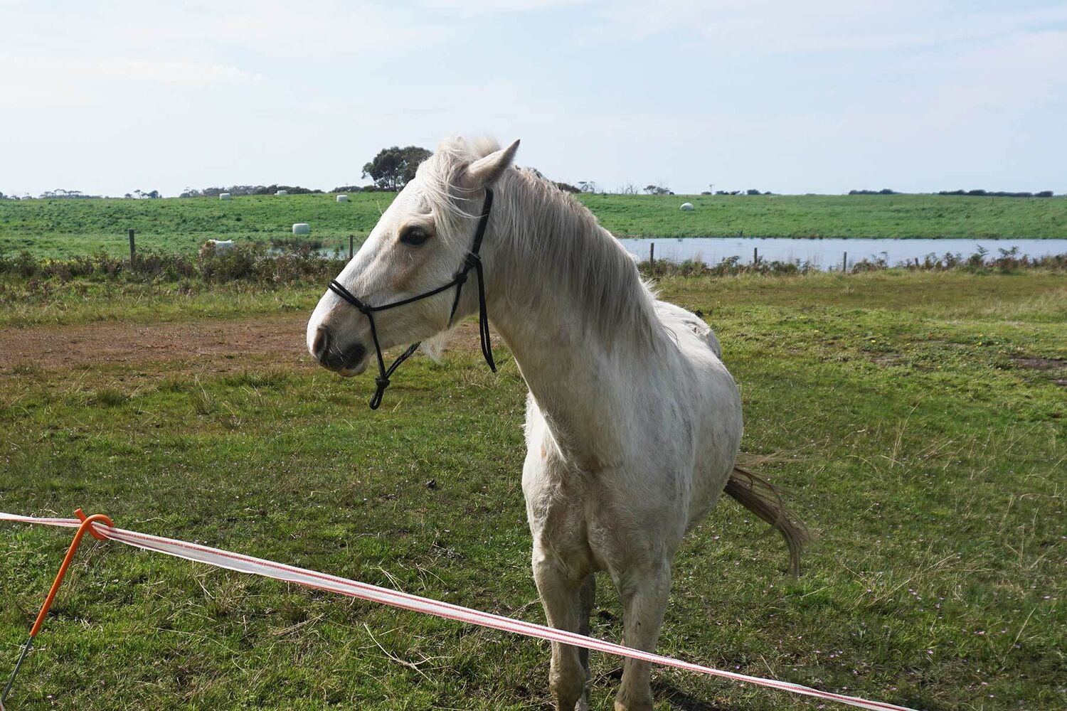 White Horse Standing In Paddock With Small Dam In Background