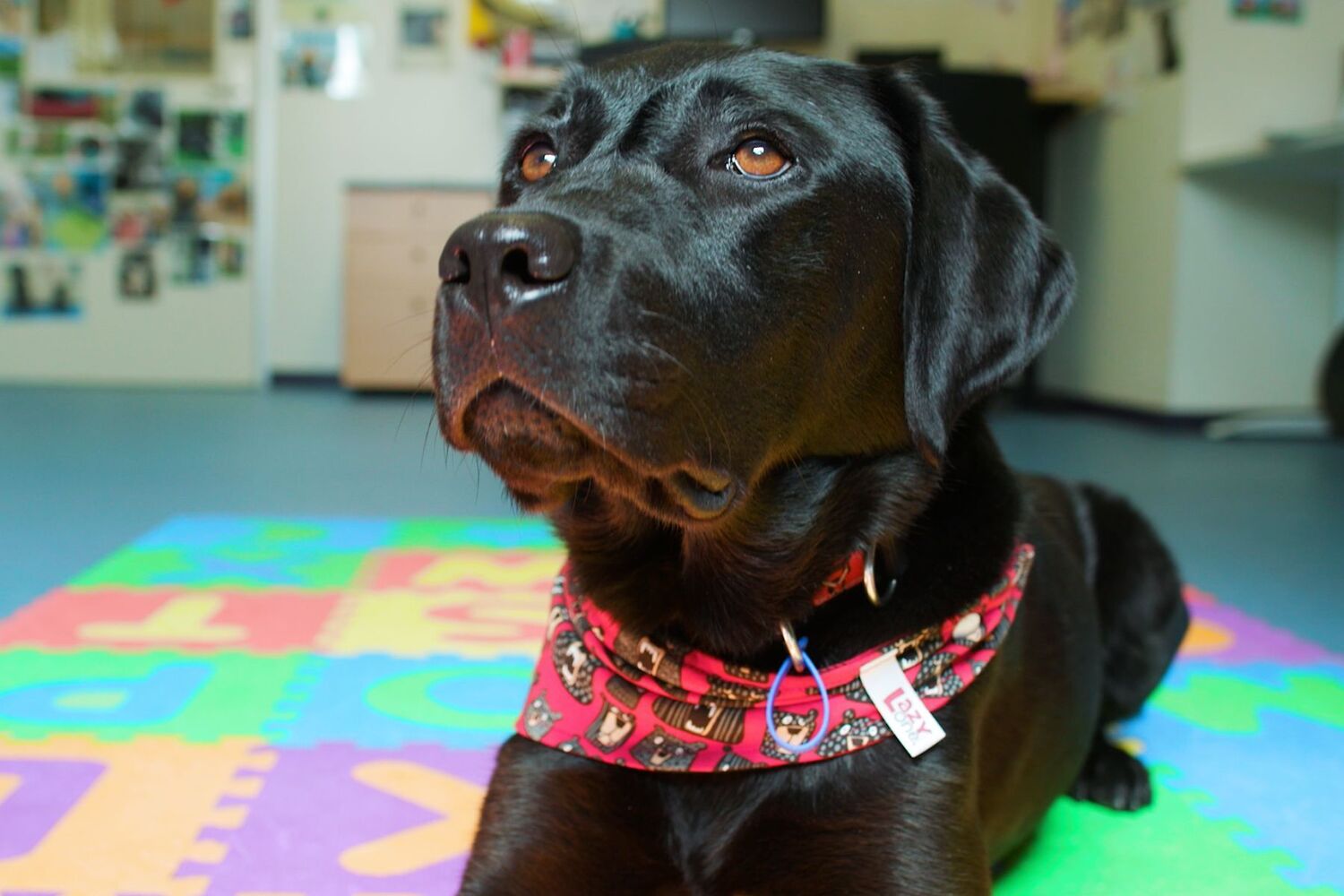 Indie therapy dog in classroom