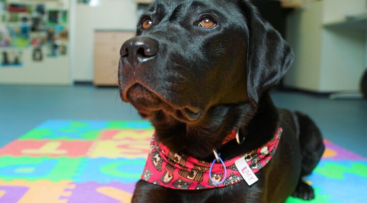 Indie therapy dog in classroom